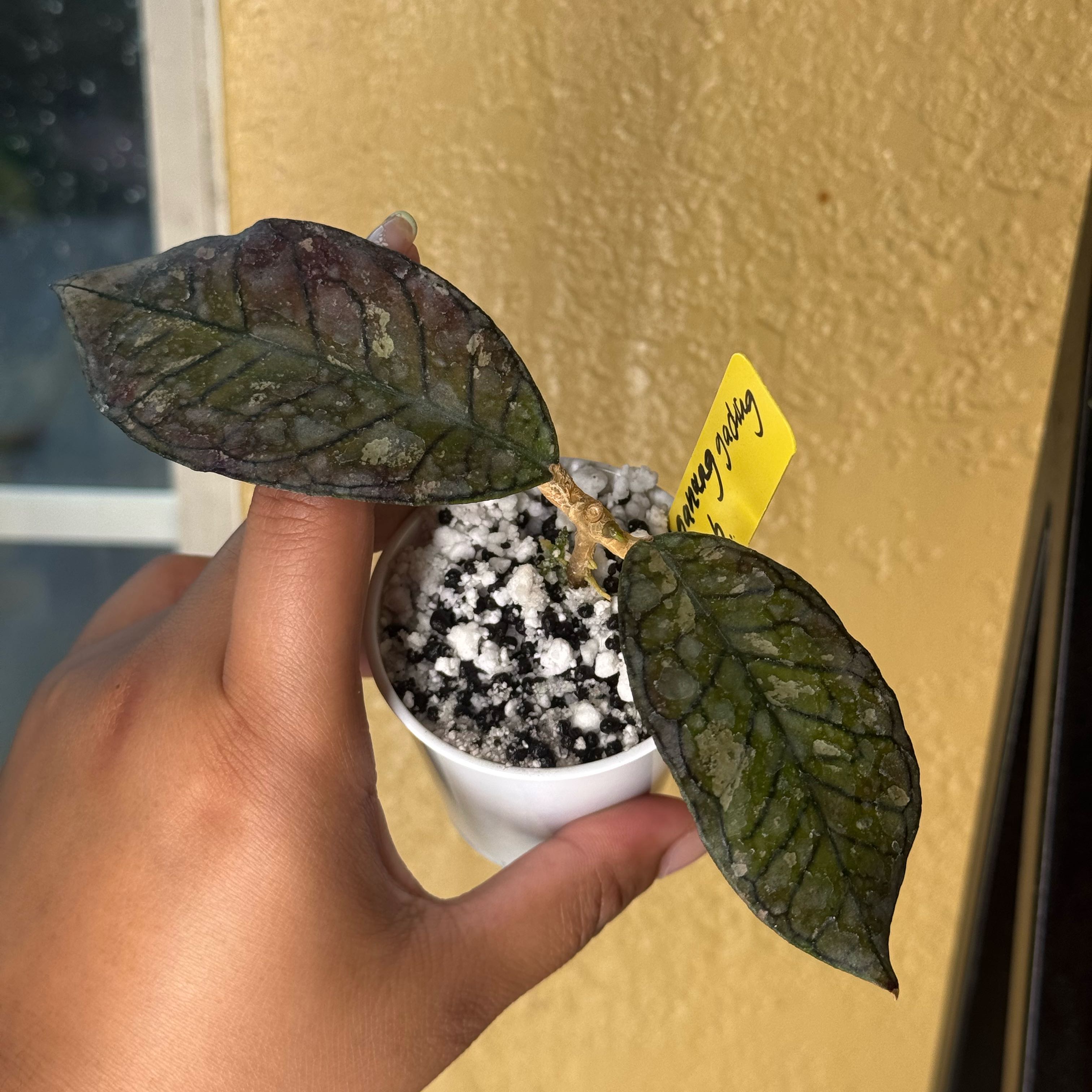 Photo of the plant species Hoya gunung gading ‘Ghost’ by @nenisgreenery named Aria on Greg, the plant care app