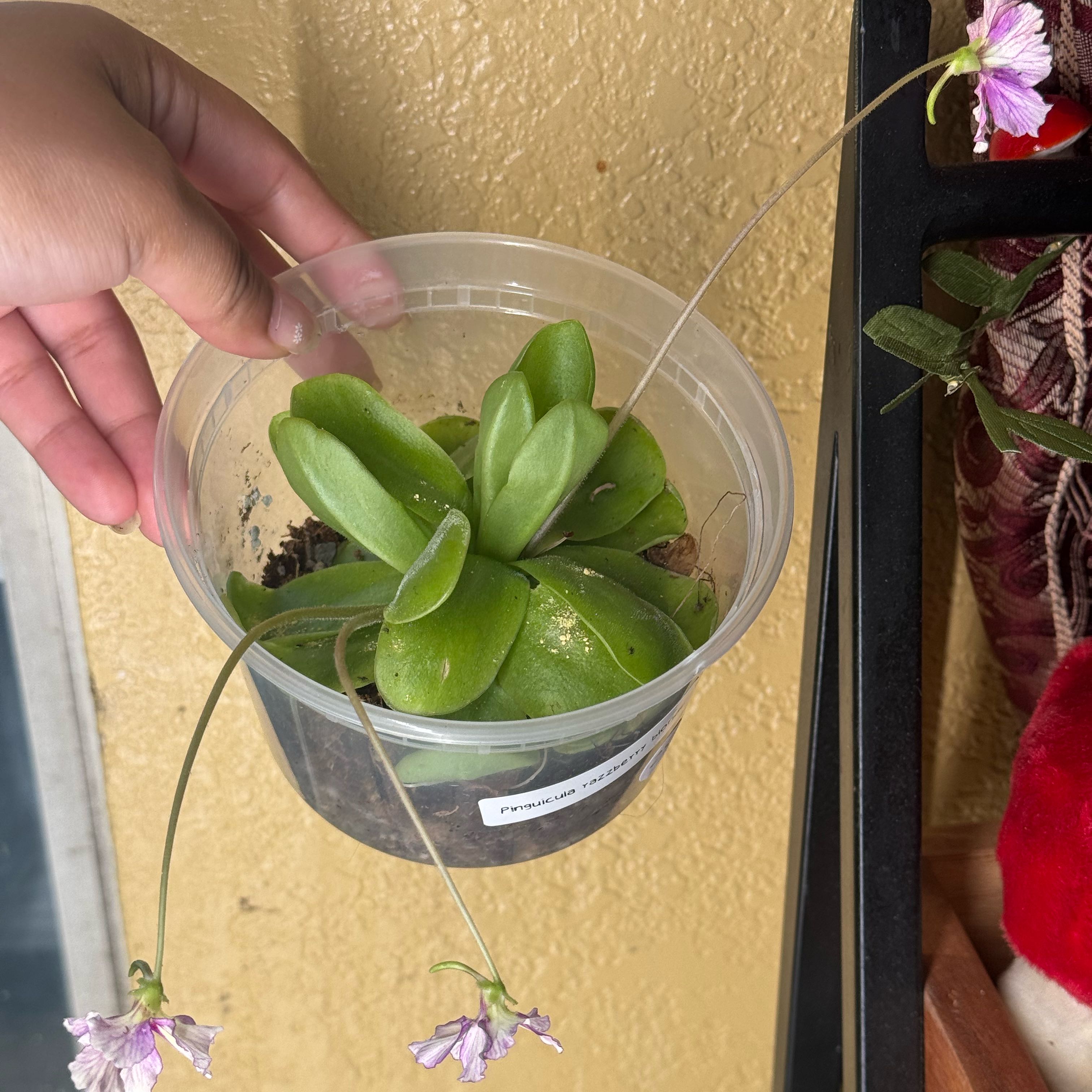 Photo of the plant species Razzberry Blonde Butterwort by @nenisgreenery named Taylor Swift on Greg, the plant care app