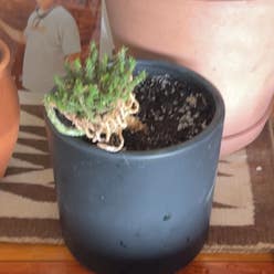 Rattail Crassula plant