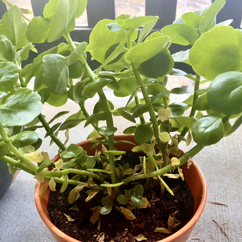 Photo of the plant species Uguwe by @Ash_ly named Lilly on Greg, the plant care app