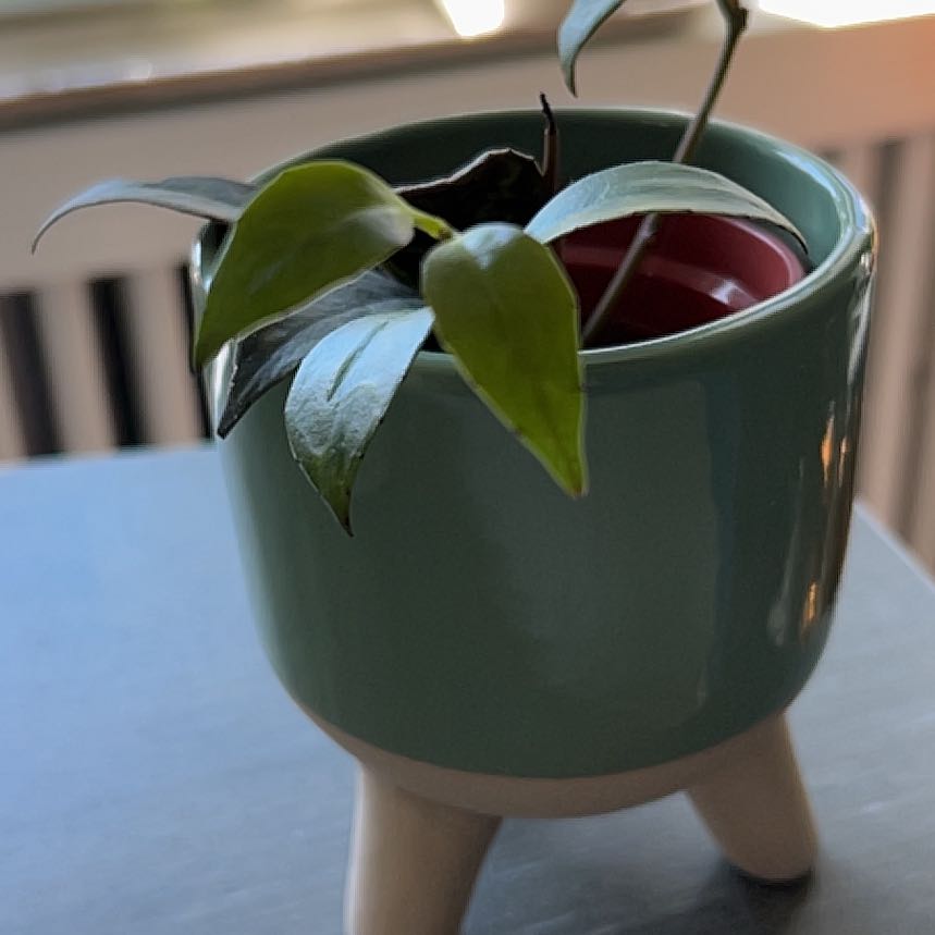 Lipstick Plant in a green pot with glossy green leaves, indoors.