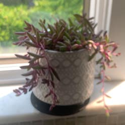 ruby necklace plant