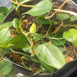 Heartleaf Philodendron plant