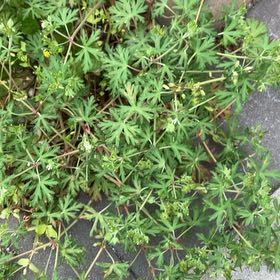Photo of the plant species Longstalk Cranesbill by @QuickIcecaps named Nemo on Greg, the plant care app