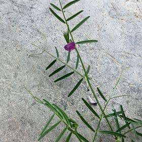 Photo of the plant species Garden Vetch by @QuickIcecaps named Aria on Greg, the plant care app