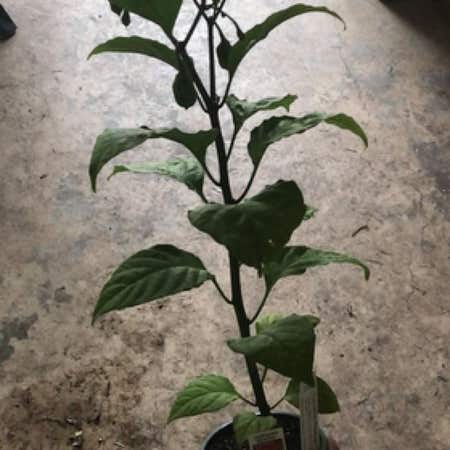Photo of the plant species Carolina Reaper by @EarnestMizuna named Aria on Greg, the plant care app