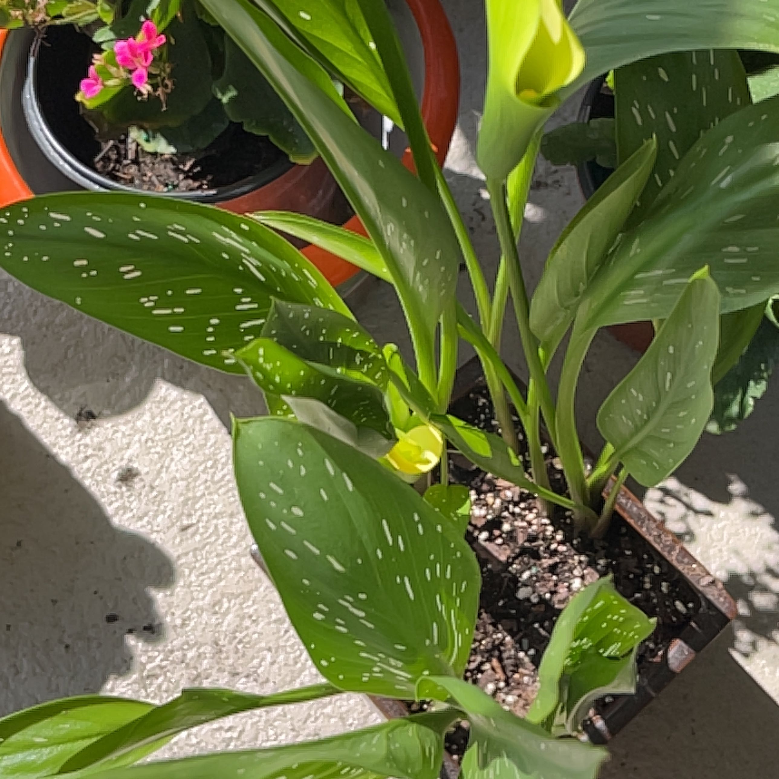 Spotted Calla Lily with healthy green leaves and visible flowers in a pot.