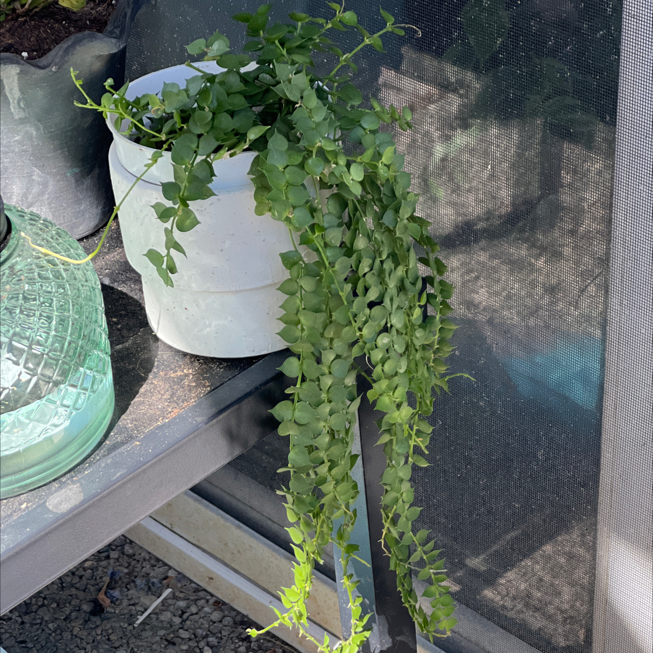 Photo of the plant species Dischidia 'Snaily' by @PlantRN named Planty on Greg, the plant care app