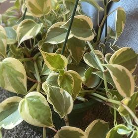 Philodendron or Cupid Peperomia, Philodendron or Cupid Pepe…