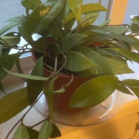 Photo of the plant species Pink Silver Pubicalyx by @PlantRN named Peter Parker on Greg, the plant care app