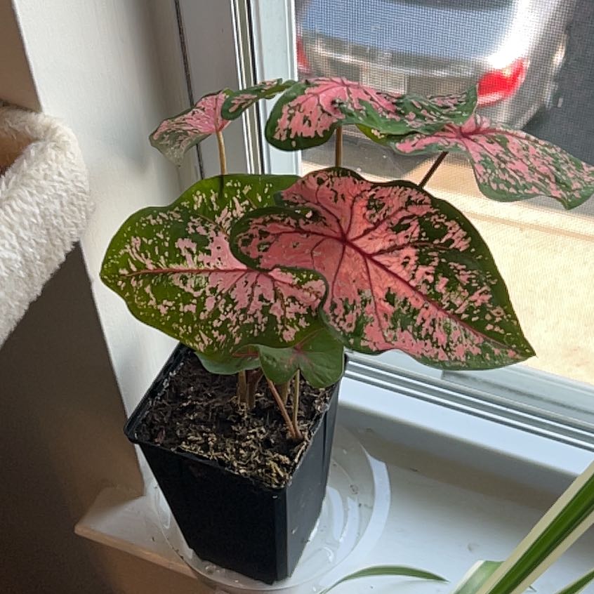 Photo of the plant species Elephant Ear Pink Beauty by @SturdyRamsons named Sigmund on Greg, the plant care app