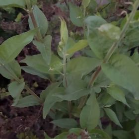 Photo of the plant species Garden Phlox by @PoisedPrincetut named Ulysses S Plant on Greg, the plant care app