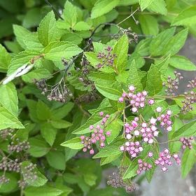 Photo of the plant species Japanese Meadowsweet by @PoisedPrincetut named Marilyn on Greg, the plant care app