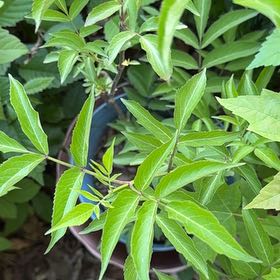 Photo of the plant species American Black Elderberry by @PoisedPrincetut named Orwell on Greg, the plant care app
