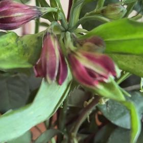 Photo of the plant species Peruvian-Lily by @PoisedPrincetut named Captain Plant-it on Greg, the plant care app
