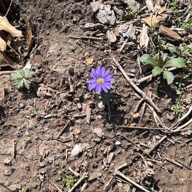 Photo of the plant species Greek Thimbleweed by @PoisedPrincetut named Rihanna on Greg, the plant care app