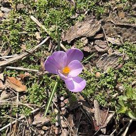 Photo of the plant species Autumn Crocus by @PoisedPrincetut named Kylie on Greg, the plant care app