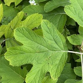 Photo of the plant species Oakleaf Hydrangea by @PoisedPrincetut named Huckleberry Fern on Greg, the plant care app