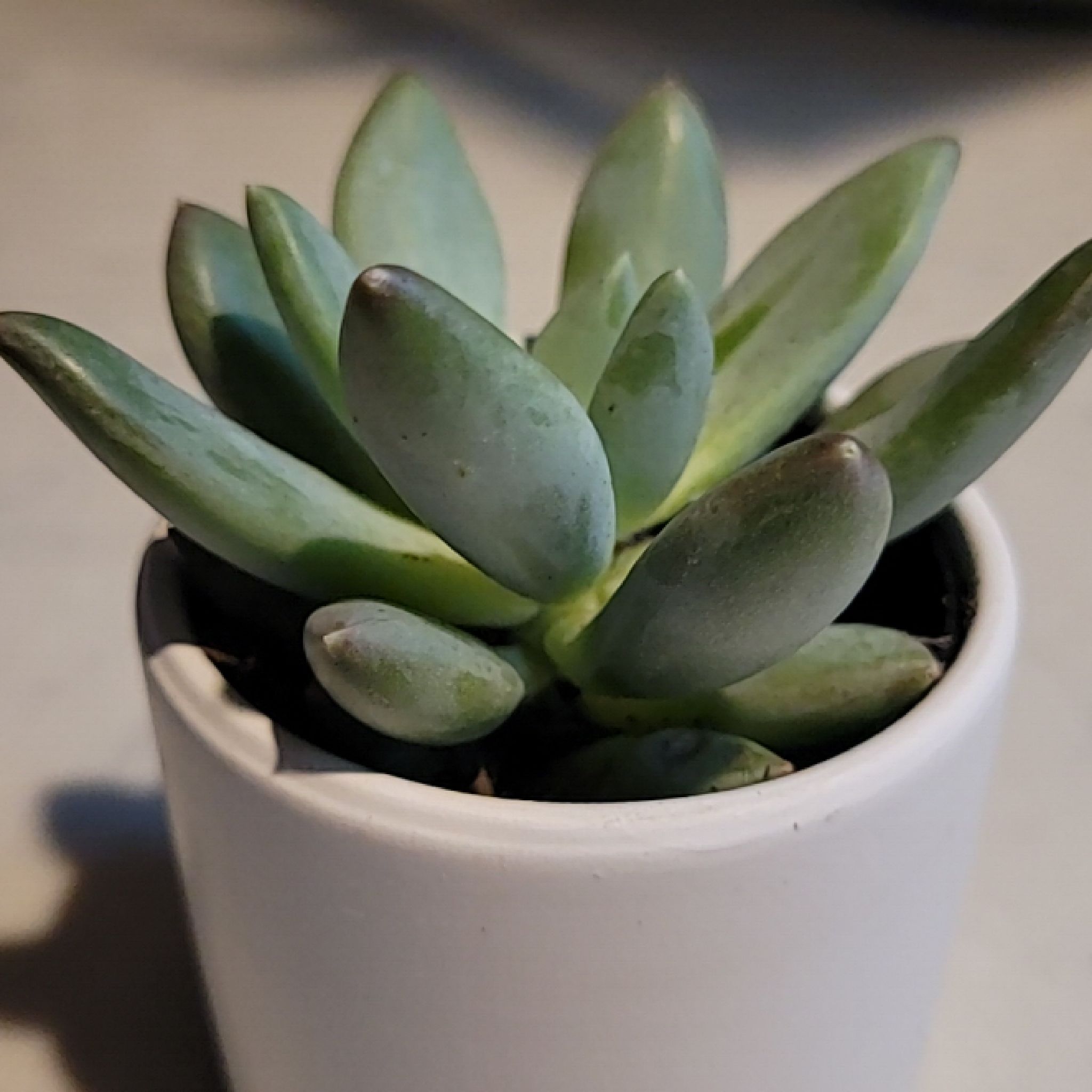 Pachyphytum 'Aquamarine' succulent in a white pot, appears healthy with plump green leaves.