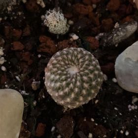 Photo of the plant species Rebutia arenacea by @PrinceAsarina named Red cactus6 on Greg, the plant care app