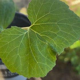 Photo of the plant species Common Cottonwood by @VitalTropical named Sir Plancelot on Greg, the plant care app