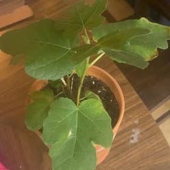 Brown Turkey Fig plant