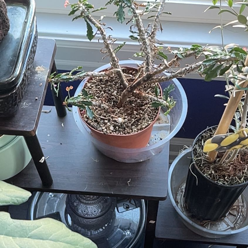 Photo of the plant species Euphorbia cap-saintemariensis by @GoodheartedFern named Spike on Greg, the plant care app