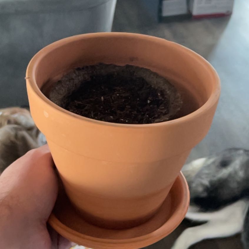 Terracotta pot with soil, no visible plant, hand holding the pot.