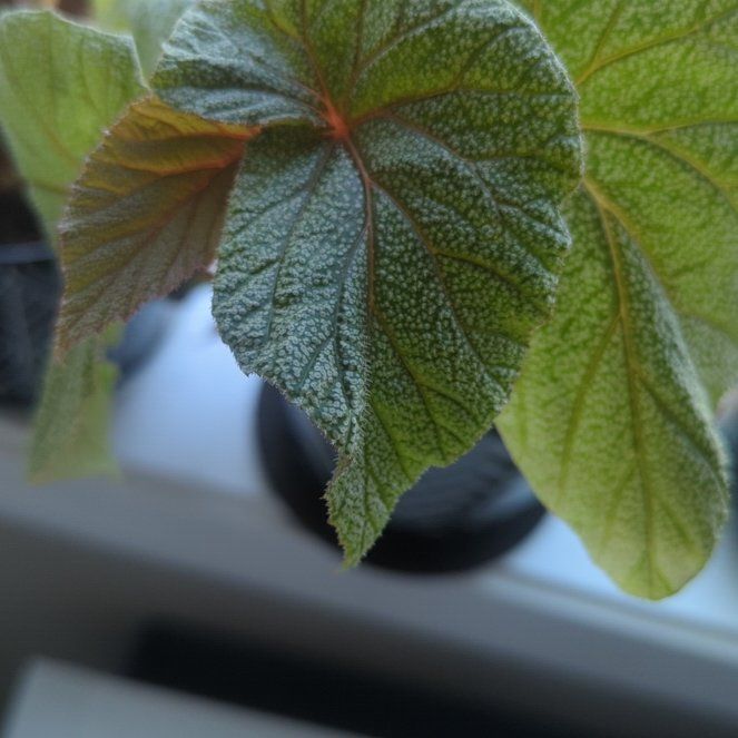 Photo of the plant species Begonia 'Sinbad' by @AssuredAnacua named Keanu Leaves on Greg, the plant care app