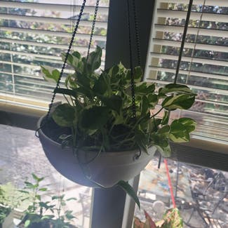 Pearls and Jade Pothos plant in Bend, Oregon