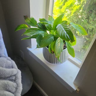 Peace Lily plant in Bend, Oregon