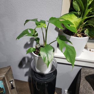 Mini Monstera plant in Bend, Oregon