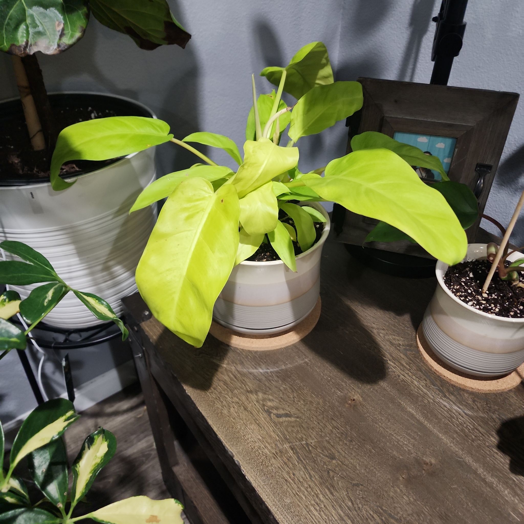 Photo of the plant species Philodendron 'Ceylon Golden' by @callmehegemone named Seleni on Greg, the plant care app