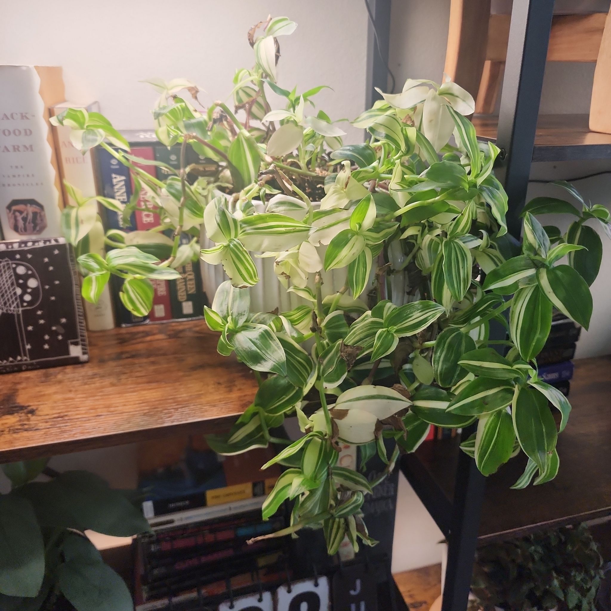 Photo of the plant species Tradescantia fluminensis 'White Stripes' by @callmehegemone named Miranda on Greg, the plant care app