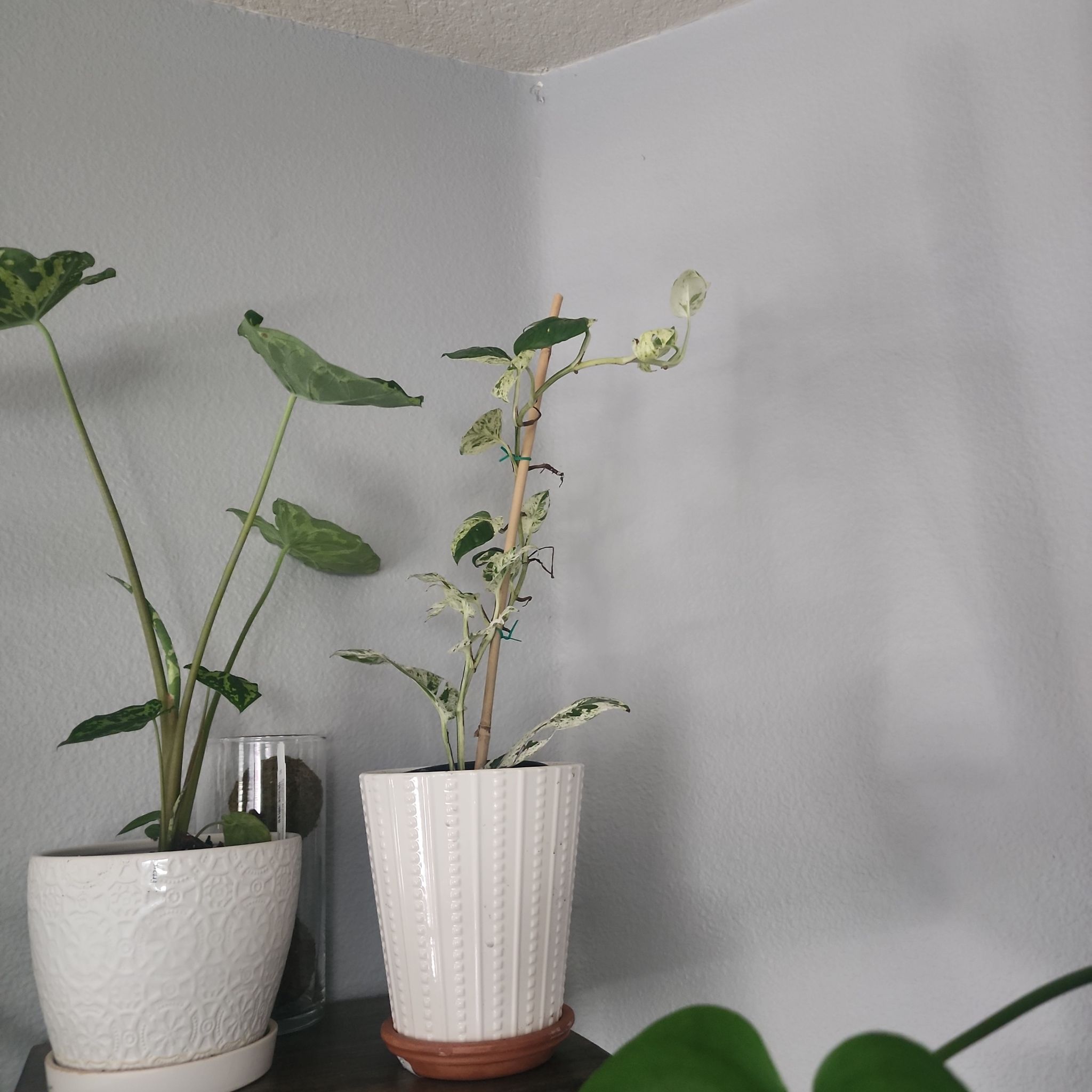 Two potted plants on a shelf, including a Marble Epipremnum Pinnatum with variegated leaves.