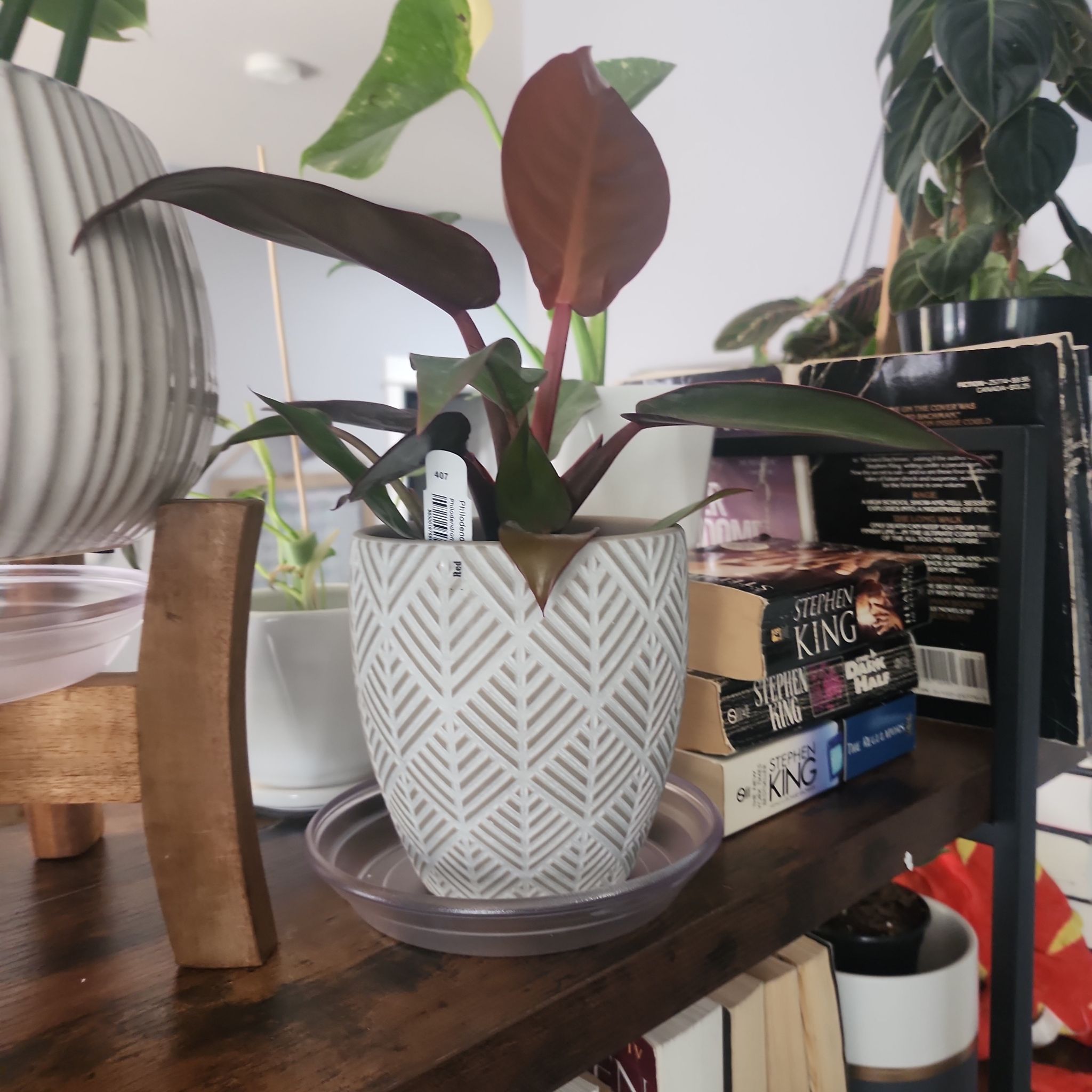 Philodendron Red Sun plant in a decorative pot on a shelf with books in the background.