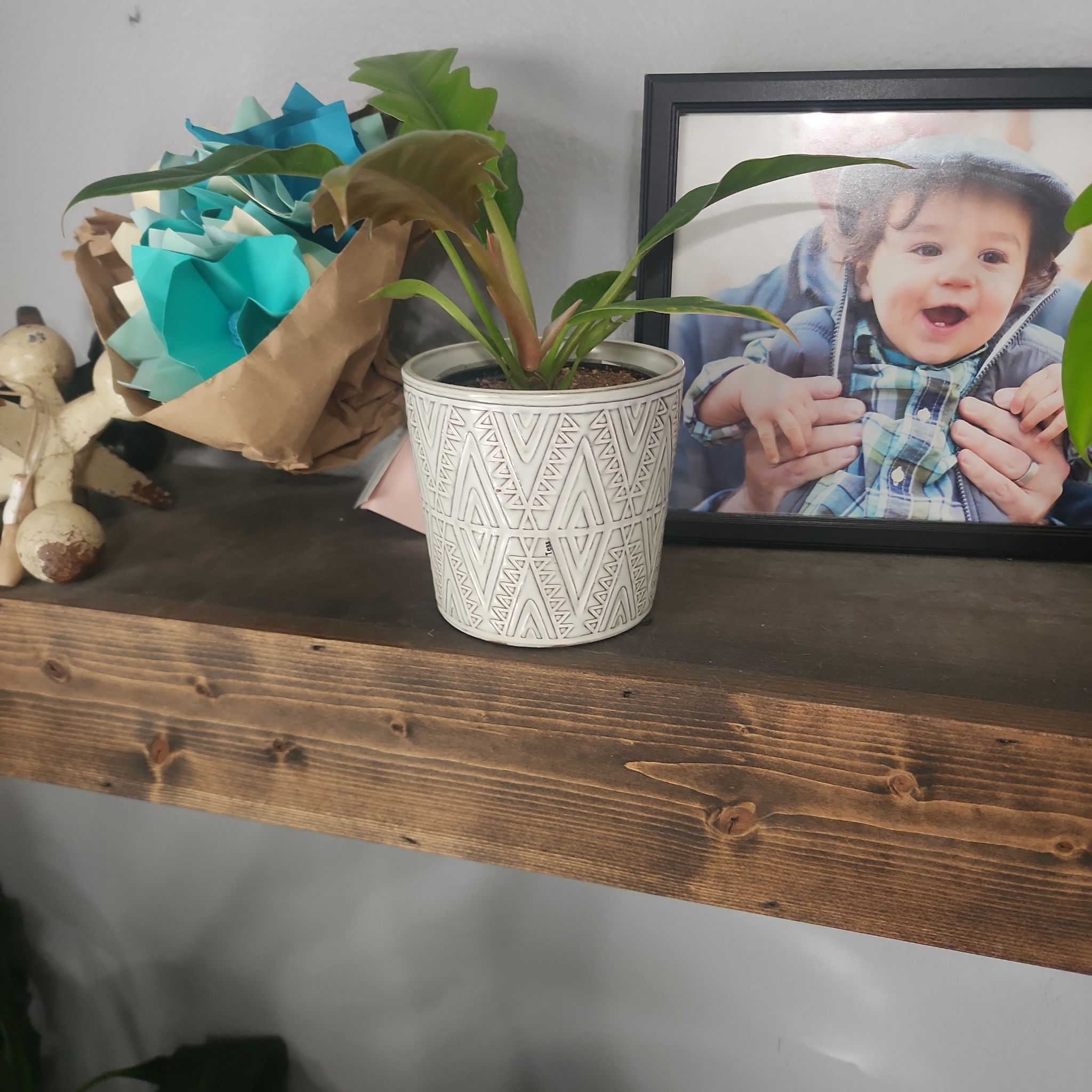 Photo of the plant species Comb-leaf philodendron by @callmehegemone named Tess on Greg, the plant care app