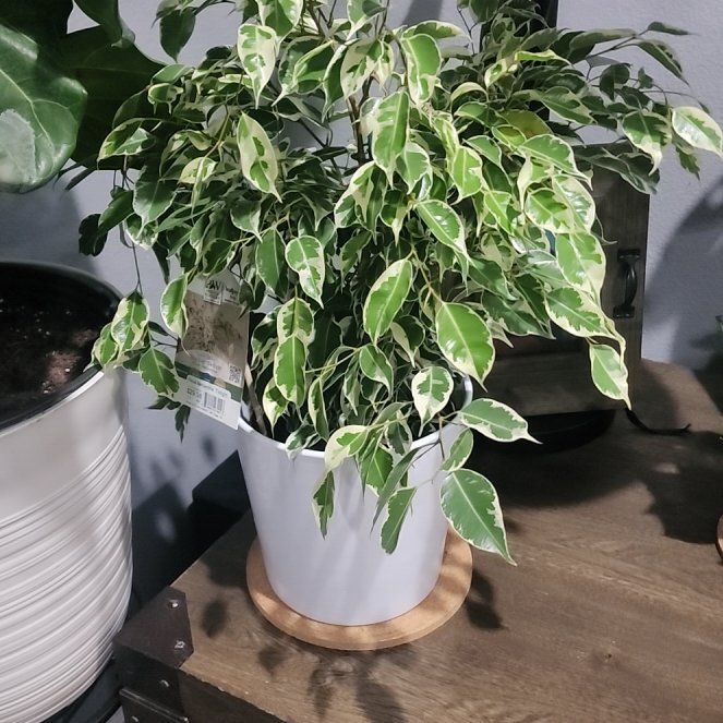 Variegated Weeping Fig uploaded to the Greg plant app by @callmehegemone