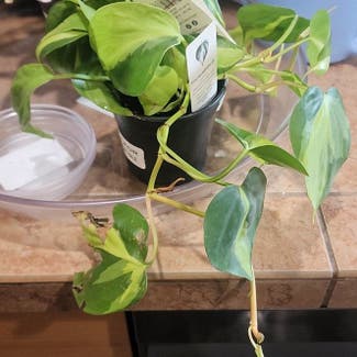 Philodendron Brasil plant in Bend, Oregon