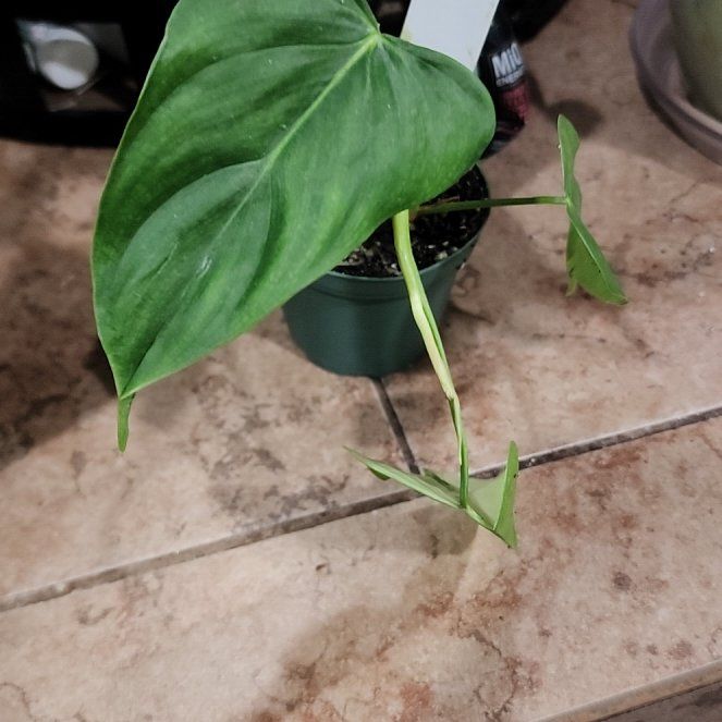 Photo of the plant species Philodendron oxapapense by @callmehegemone named Muhammad Ali on Greg, the plant care app