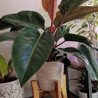 Philodendron 'Red Congo' plant in Bend, Oregon