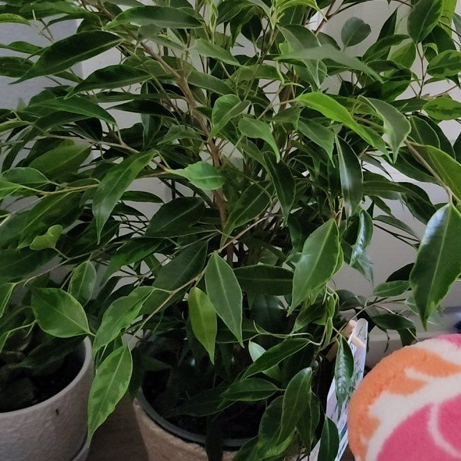Photo of the plant species Anastasia Weeping Fig by @callmehegemone named Jamal on Greg, the plant care app