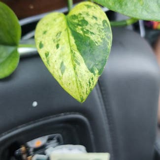Variegated Heartleaf Philodendron plant in Bend, Oregon