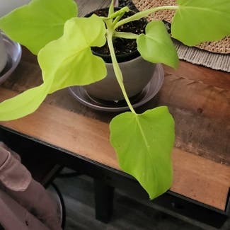 philodendron golden plant in Bend, Oregon