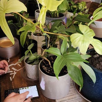Philodendron 'Florida Ghost' plant in Bend, Oregon