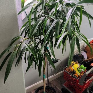 Ficus Alii plant in Bend, Oregon