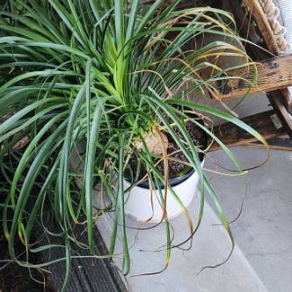 Ponytail Palm plant in Bend, Oregon
