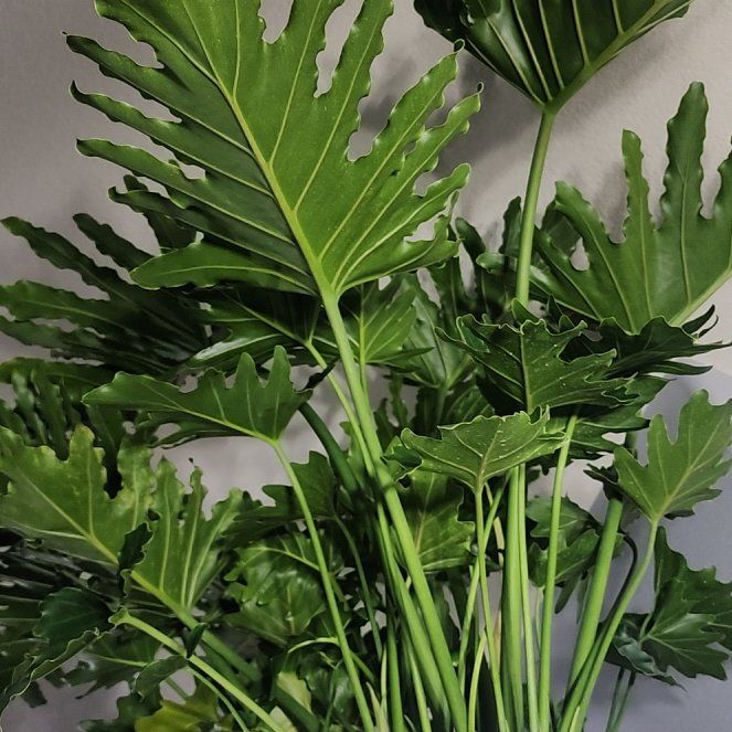 Photo of the plant species Shangri-La Philodendron by @callmehegemone named Naomi on Greg, the plant care app