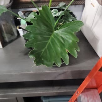 Philodendron Xanadu plant in Bend, Oregon