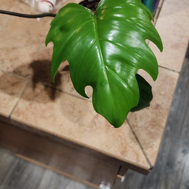 Photo of the plant species tahiti philodendron by @callmehegemone named Madonna on Greg, the plant care app